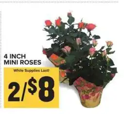Food Lion 4 Inch Mini Roses offer