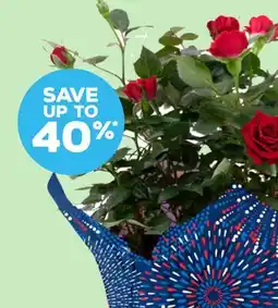 Grocery Outlet Patriotic Daisy Bouquet offer