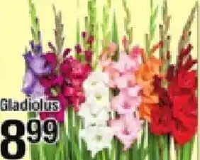 Star Market Gladiolus offer