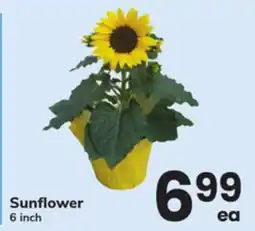 ACME Sunflower offer