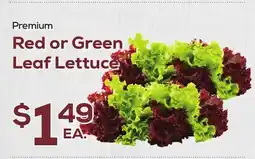 DeCicco & Sons Red or Green Leaf Lettuce offer