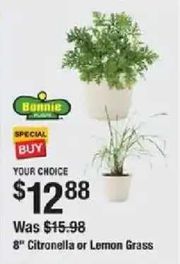 The Home Depot Citronella or Lemon Grass offer