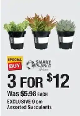 The Home Depot Exclusive assorted succulents offer