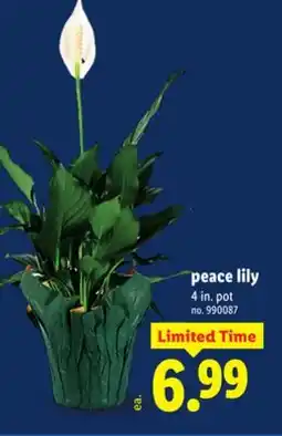 Lidl peace lily offer