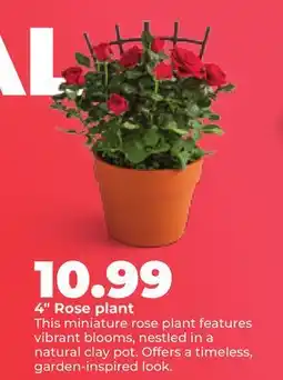 Hy-Vee 4 Rose plant offer