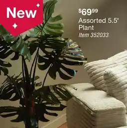 BJ’s Assorted 5.5' Plant offer