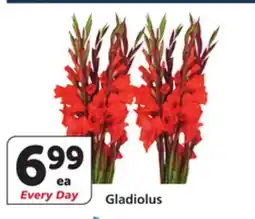 Vons Gladiolus offer