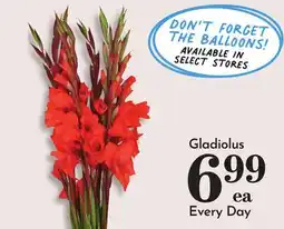 Pavilions Gladiolus offer