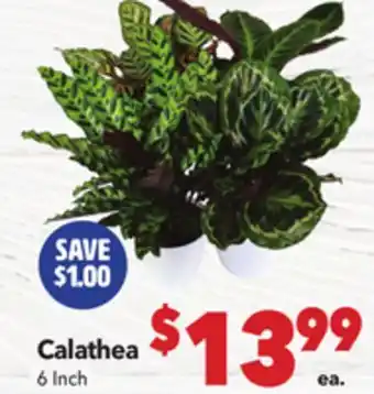 Vallarta Supermarkets Calathea offer