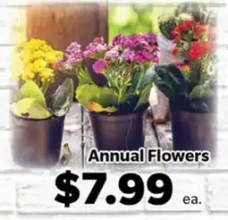 Living Fresh Market Annual Flowers offer
