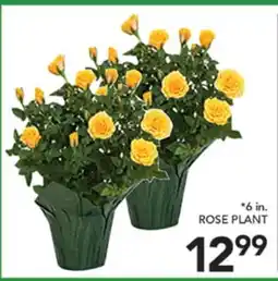 Pete's Fresh Market ROSE PLANT offer
