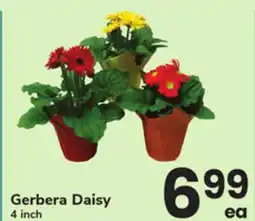 ACME Gerbera Daisy offer