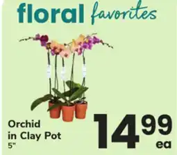 ACME Orchid in Clay Pot offer