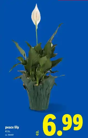 Lidl Peace lily offer
