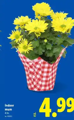 Lidl Indoor mum offer