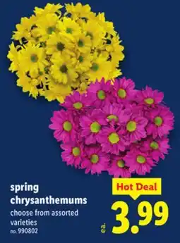 Lidl spring chrysanthemums offer