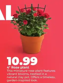 Hy-Vee 4 Rose plant offer