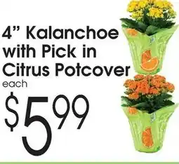 Family Fare 4 Kalanchoe with Pick in Citrus Potcover offer