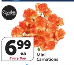 Vons Mini Carnations offer