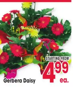 Jewel-Osco Gerbera Daisy offer
