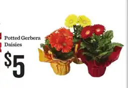 Mariano's Potted Gerbera Daisies offer