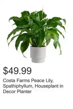 Costco Costa Farms Peace Lily, Spathiphyllum, Houseplant in Decor Planter offer