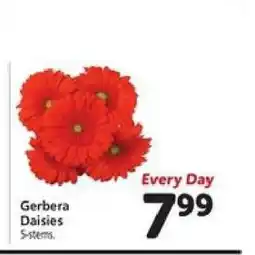 Safeway Gerbera Daisies offer