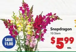 Vallarta Supermarkets Snapdragon offer