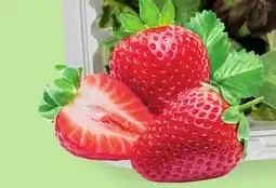Grocery Outlet Strawberries offer