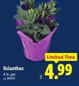 Lidl Lisianthus offer