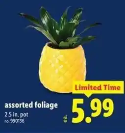 Lidl Assorted foliage offer