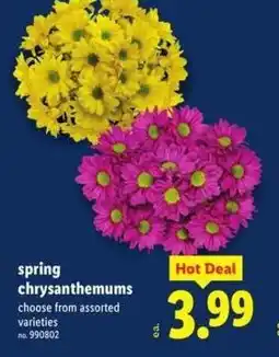 Lidl Spring chrysanthemums offer