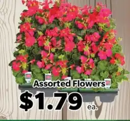 Living Fresh Market Assorted Flowers offer