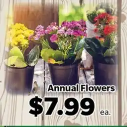 Living Fresh Market Annual Flowers offer