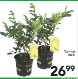 Pete's Fresh Market Lemon TREE offer