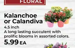 Sunset Foods Kalanchoe or Calandiva offer