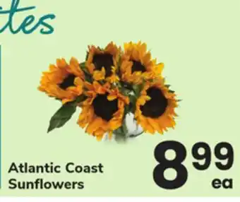 ACME Atlantic Coast Sunflowers offer
