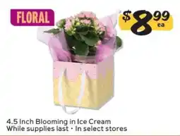 Winn Dixie 4.5 Inch Blooming in Ice Cream offer
