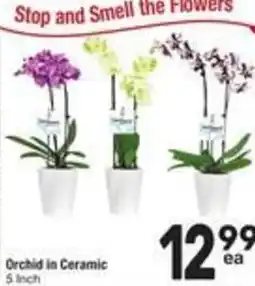 Albertsons Orchid in Ceramic offer