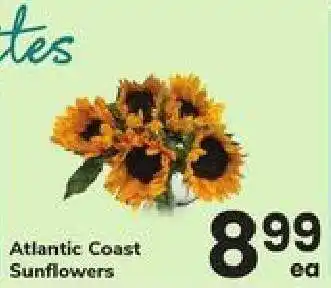 Safeway Atlantic Coast Sunflowers offer