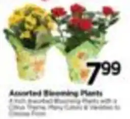 Tops Assorted Blooming Plants offer