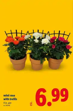 Lidl Mini rose with trellis offer