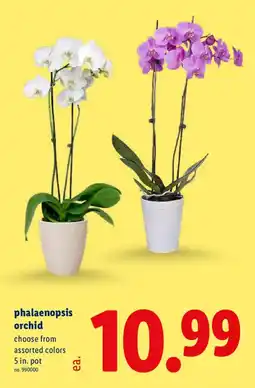 Lidl Phalaenopsis orchid offer