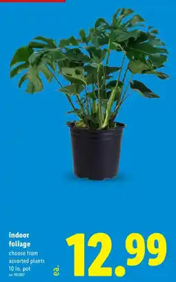 Lidl indoor foliage offer