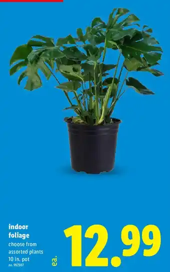 Lidl indoor foliage offer