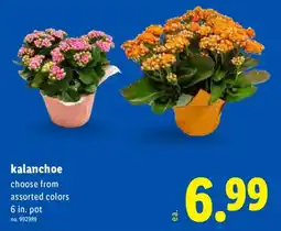 Lidl Kalanchoe offer