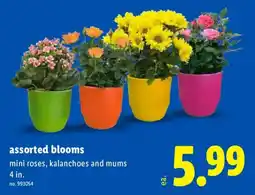 Lidl assorted blooms offer