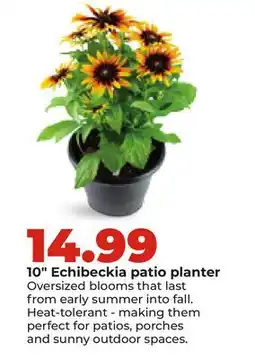 Hy-Vee 10 Echibeckia patio planter offer