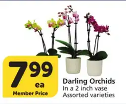 Albertsons Darling Orchids offer