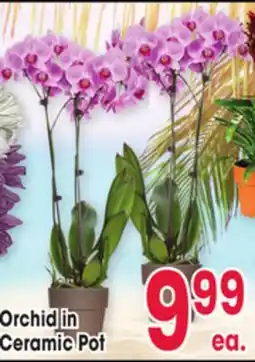 Jewel-Osco Orchid in Ceramic Pot offer